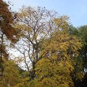 Gymnocladus dioica automne